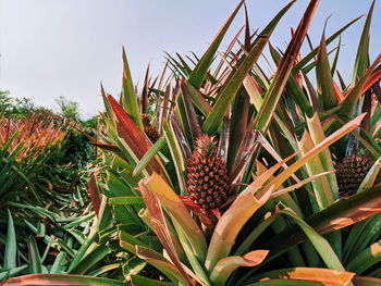 Close-up of flowering plant on field against sky