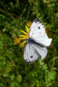 Close-up of butterfly on flower