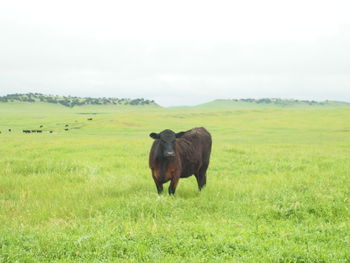 Horses grazing on grassy field