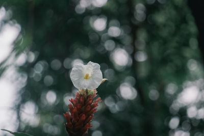 Close-up of white flowering plant