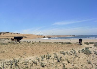 Cows on beach against clear sky