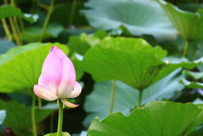 Close-up of lotus water lily in pond