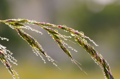 Close-up of plant against blurred background