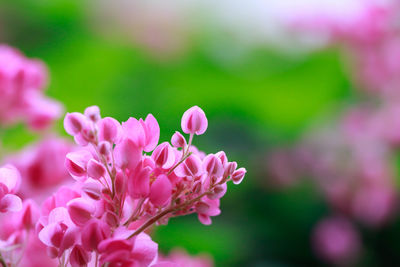 Close-up of pink flowering plant