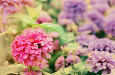 Close-up of pink flowers blooming outdoors