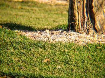 Close-up of lizard on field