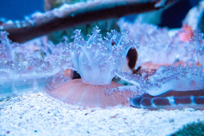 Close-up of jellyfish swimming in sea