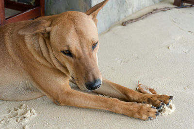 High angle view of dog resting on floor