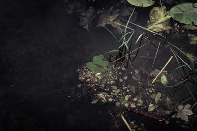 High angle view of flowering plant on field