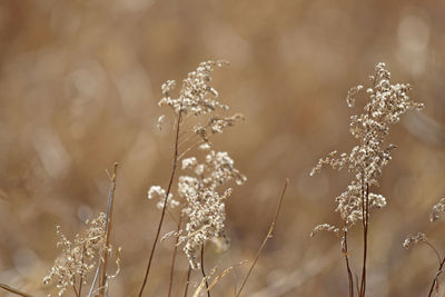 Close-up of flowering plant on field