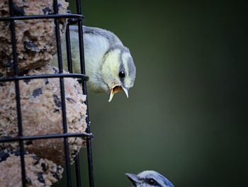 Close-up of bird in cage