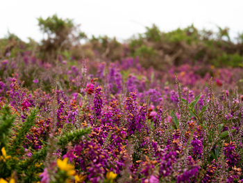 Close-up of purple flowering plants on field