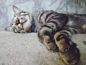 Close-up of a cat sleeping