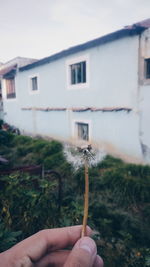 Close-up of hand holding plant against building