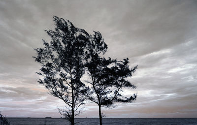 Tree by sea against sky