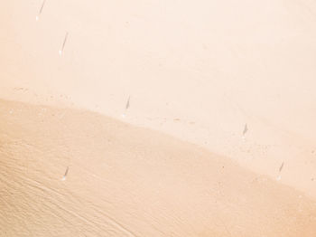 Close-up of bird on sand