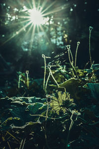 Close-up of sunlight streaming through tree