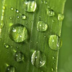 Close-up of water drops on leaf