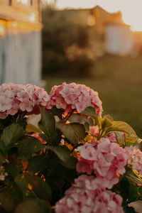 Close-up of pink flowering plants