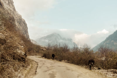 Road amidst trees and mountains against sky