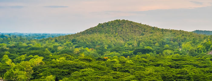 Scenic view of forest against sky