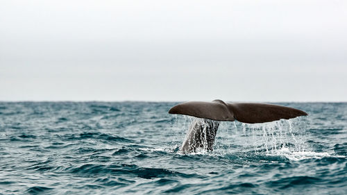 Tail fin of humpback whale swimming in sea