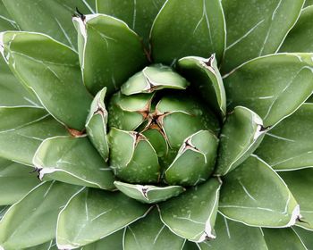 Full frame shot of succulent plant