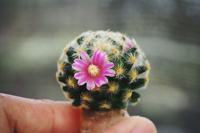 Close-up of hand holding flower