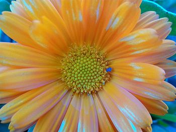 Close-up of yellow flower blooming outdoors