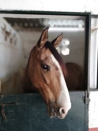 Close-up of a horse