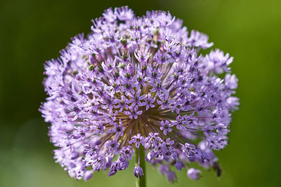 Close-up of purple flowering plant