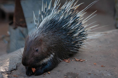 Close-up of an animal