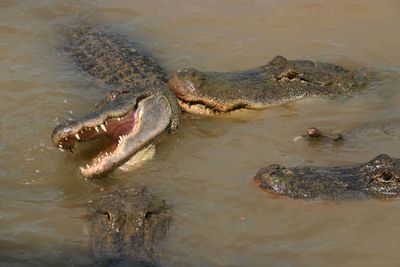 High angle view of crocodiles swimming in water