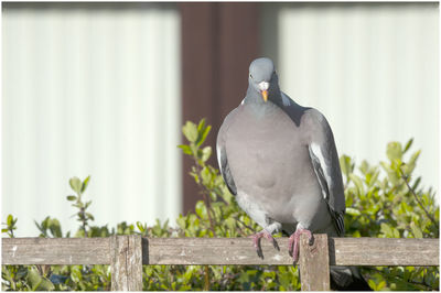 Close-up of seagull perching on wooden post