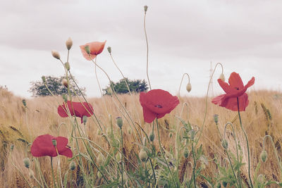 Close-up of red flowers in field