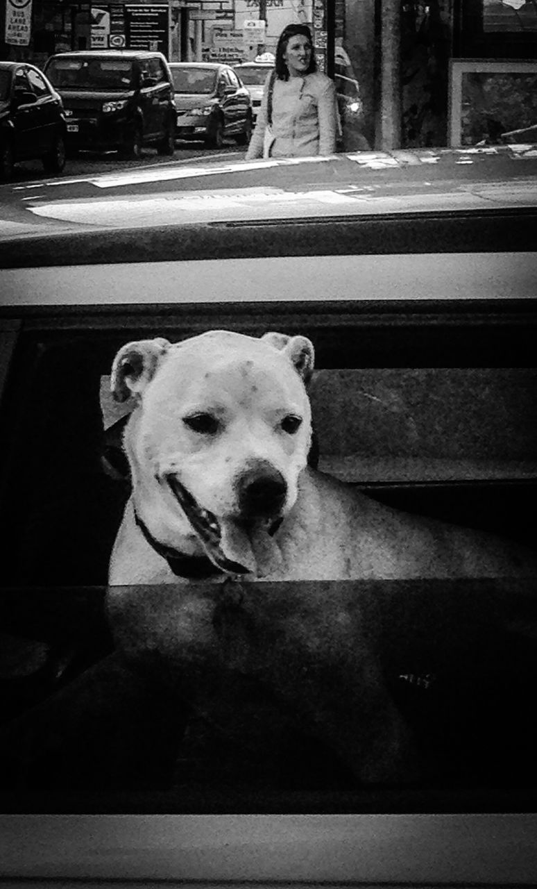 dog, pets, domestic animals, one animal, animal themes, mammal, sitting, portrait, looking at camera, indoors, full length, building exterior, built structure, architecture, window, no people, day, car, street, front view