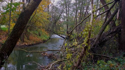 Scenic view of stream amidst trees in forest