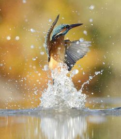 Close-up of bird flying over water