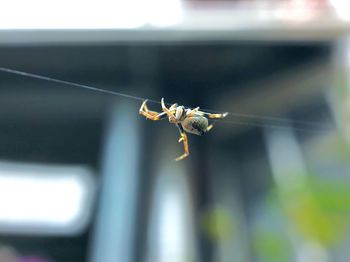 Close-up of insect