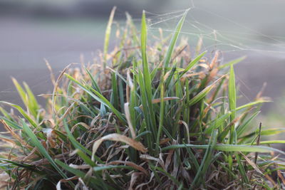 Close-up of grass growing on field