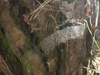 Close-up of spider web on tree trunk