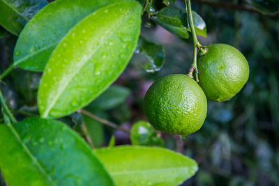 Close-up of limes growing on tree