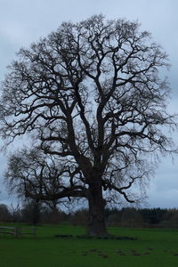 Bare tree on field against sky