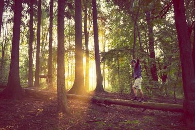 Trees in forest