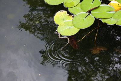 High angle view of leaves floating on lake