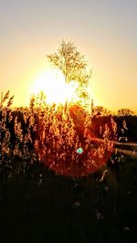 Silhouette trees against sky at sunset