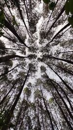 Low angle view of trees in forest