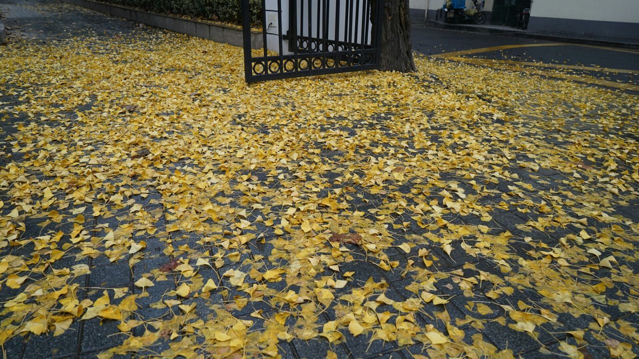 autumn, yellow, change, season, nature, sunlight, leaf, abundance, dry, day, outdoors, fallen, shadow, high angle view, park - man made space, street, field, tranquility, surface level, no people