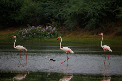 Flamingoes and stilt in lake