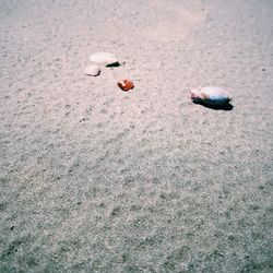 High angle view of crab on sand